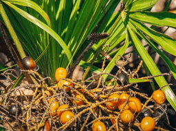 Saw Palmetto
