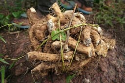 Wild Yam Root