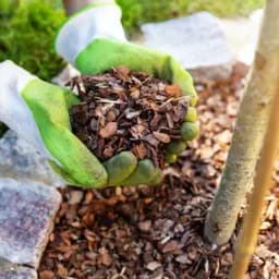 French Maritime Pine Bark